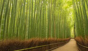 A path through a Surinamese bamboo grove