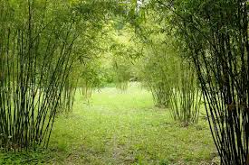 Bamboo grove in Coebiti, Para district, Suriname